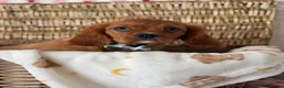 Cavalier King Charles Spaniel dogs for sale: Stunning KC Registered pups - Advert 3