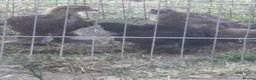 Chickens poultry for sale: 4 bantams and 2 brahmas for sale  - Advert 7