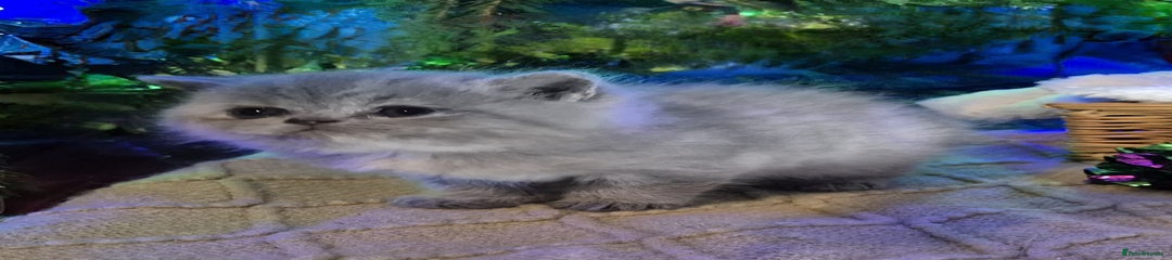 British Shorthair Kitten 3