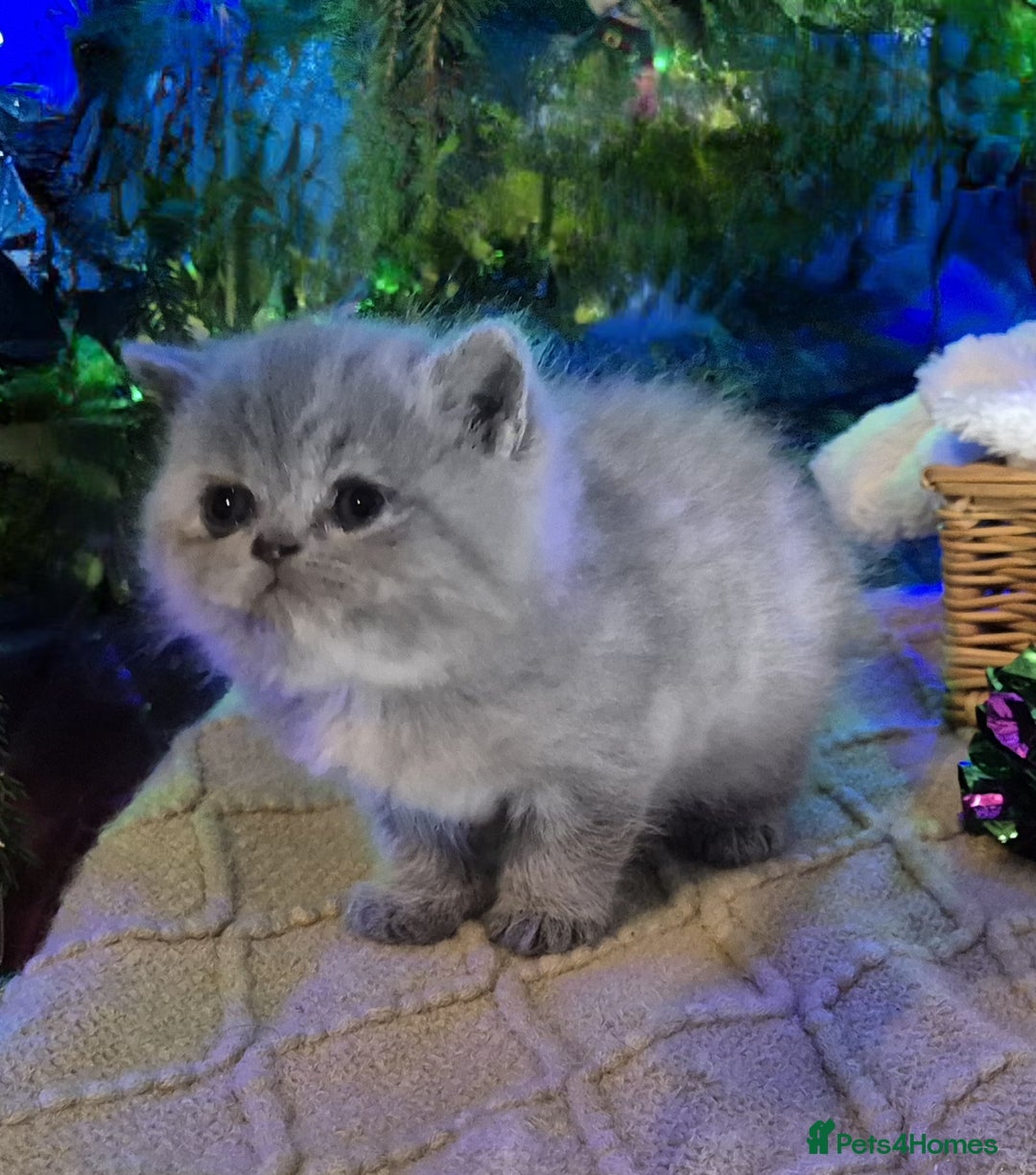 Mixed Breed cats for sale: Persian x british short hair - Advert 17