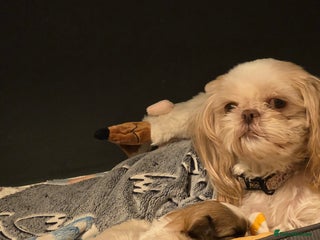 Shih Tzu dogs 3 stunning imperial karashishi shihtzu - Advert 2