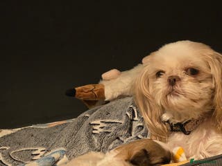 Shih Tzu dogs 3 stunning imperial karashishi shihtzu - Advert 5