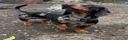 Miniature Dachshund dogs for sale: Miniature Dachshund Puppies - Advert 5