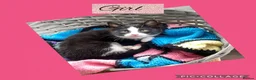 Mixed Breed cats for sale: Tuxedo and black  - Advert 5