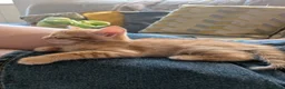Mixed Breed cats for sale: Beautiful half Bengal kittens - Advert 36