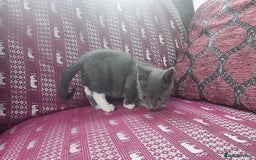 Munchkin cats for sale: Munchkin x Scottish Fold - Image 12