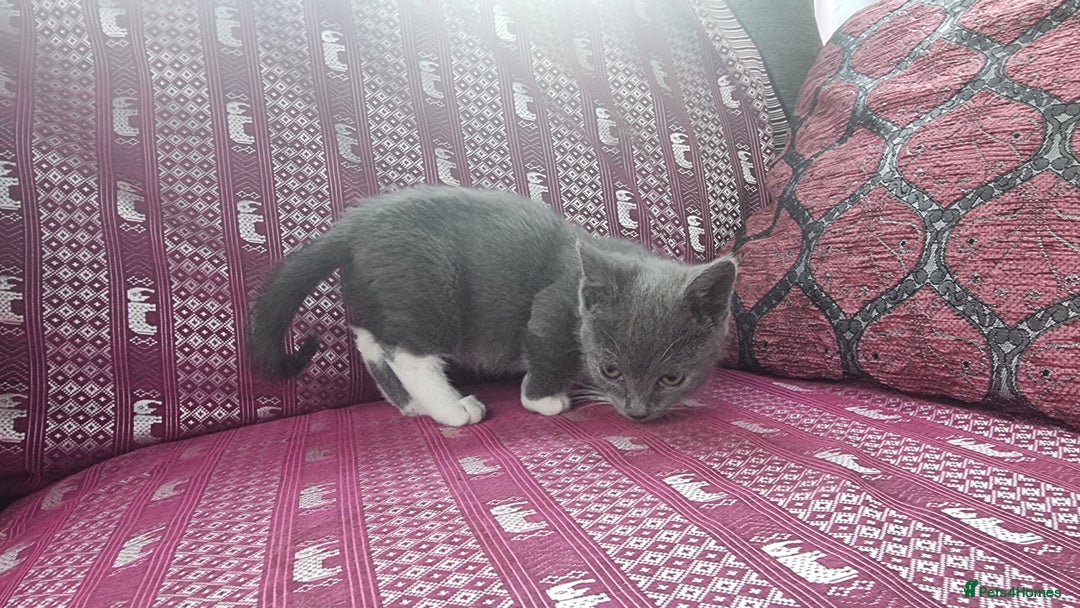 Munchkin cats for sale: Munchkin x Scottish Fold - Image 12