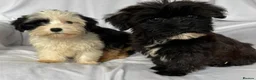 Mixed Breed dogs for sale: Sealyham X Poodle Puppies  - Advert 3