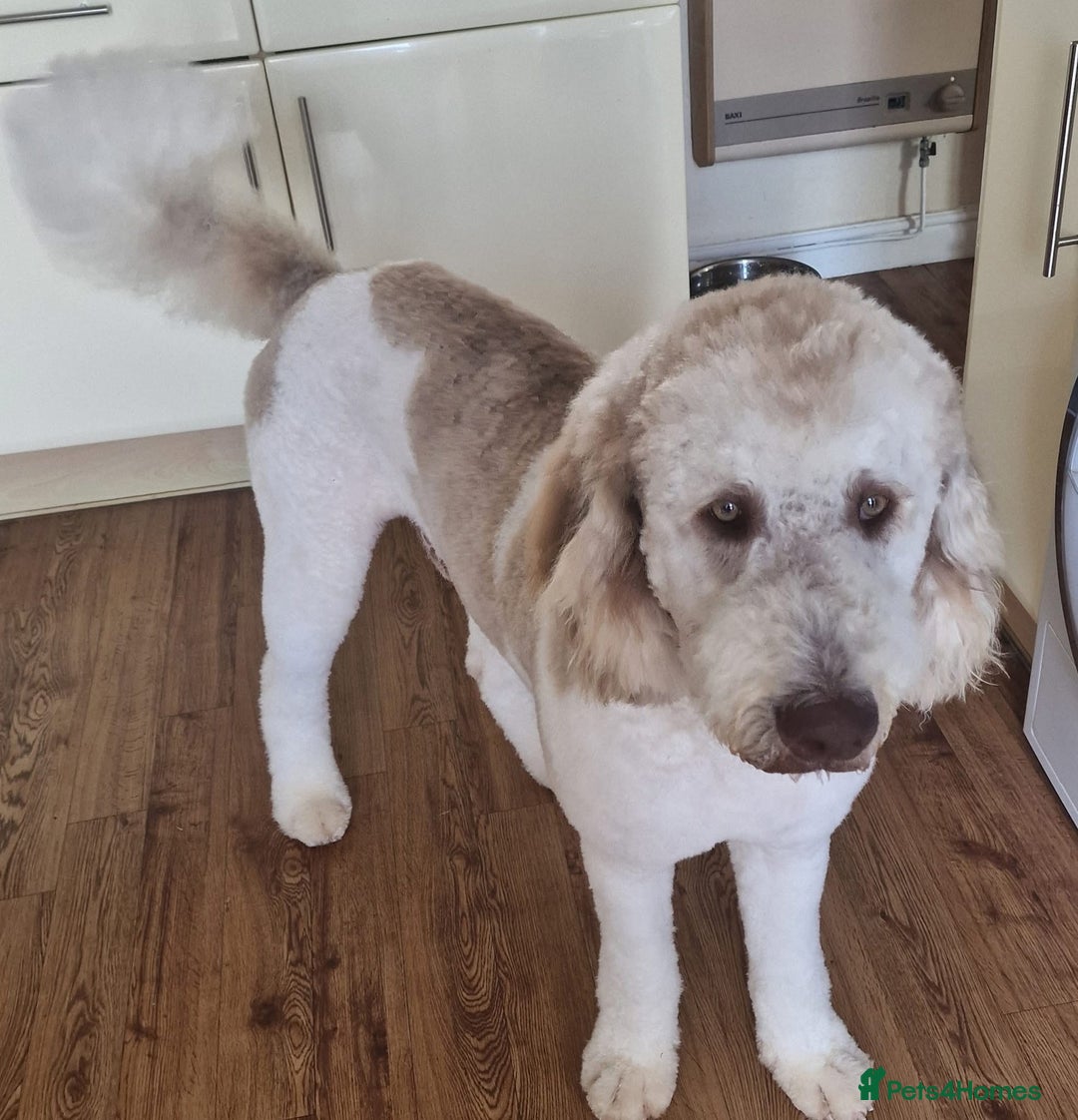 Bernedoodle dogs for sale: F1b St Berdoodle pups expected 15/9 - Image 6