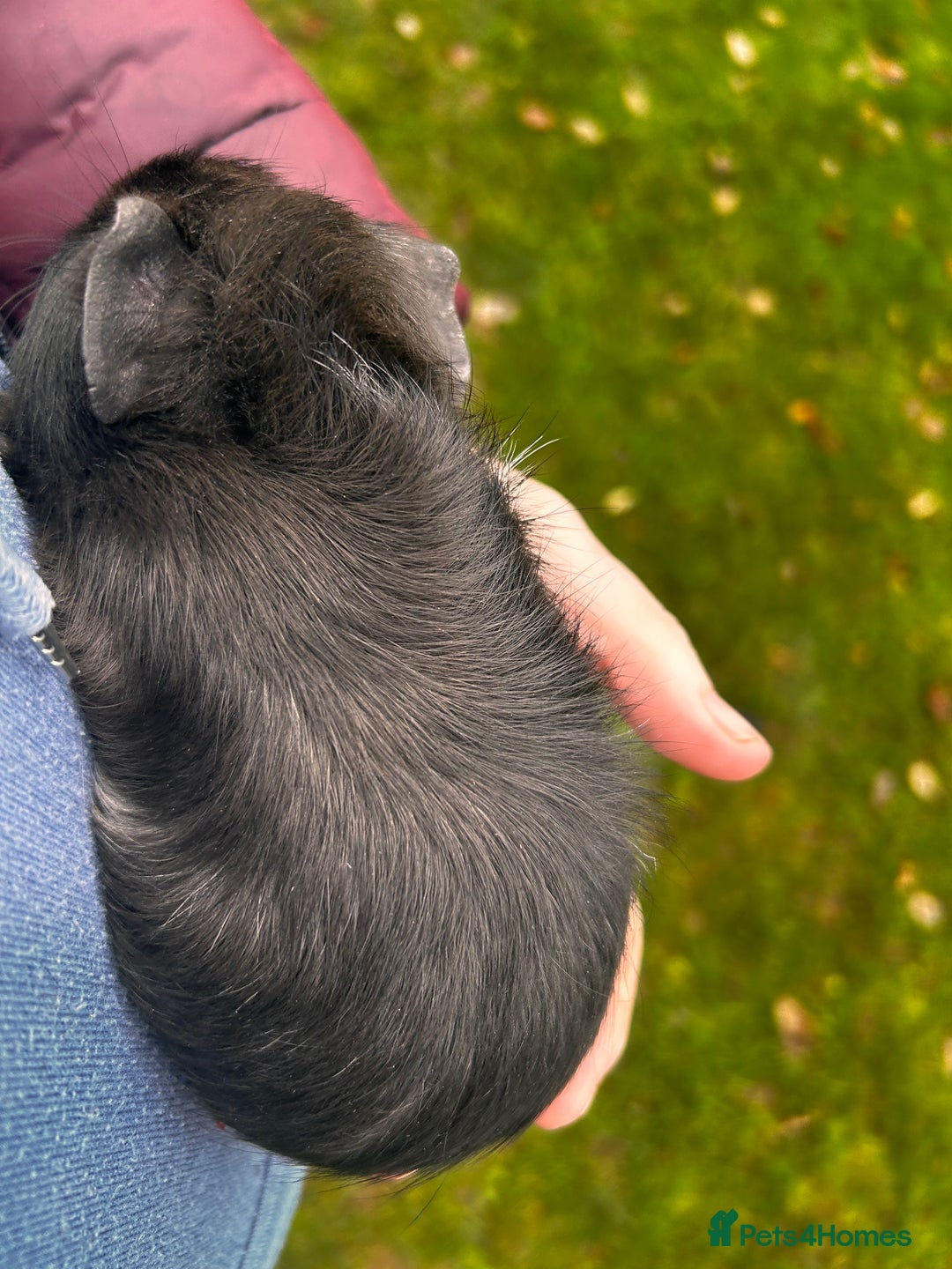 Guinea Pig rodents for sale: 2 baby boy guinea pigs available - Advert 6