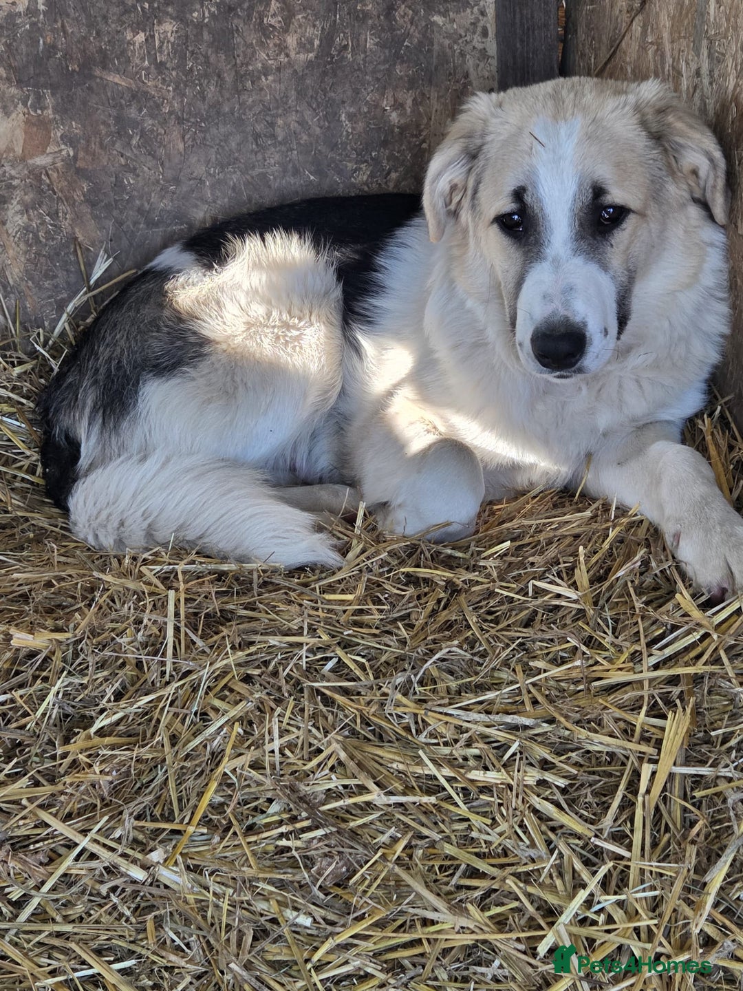 Mixed Breed dogs for adoption: 🐾 TEDDY - Big, Gentle & Full of Quiet Love 🤍🐶 - Advert 2