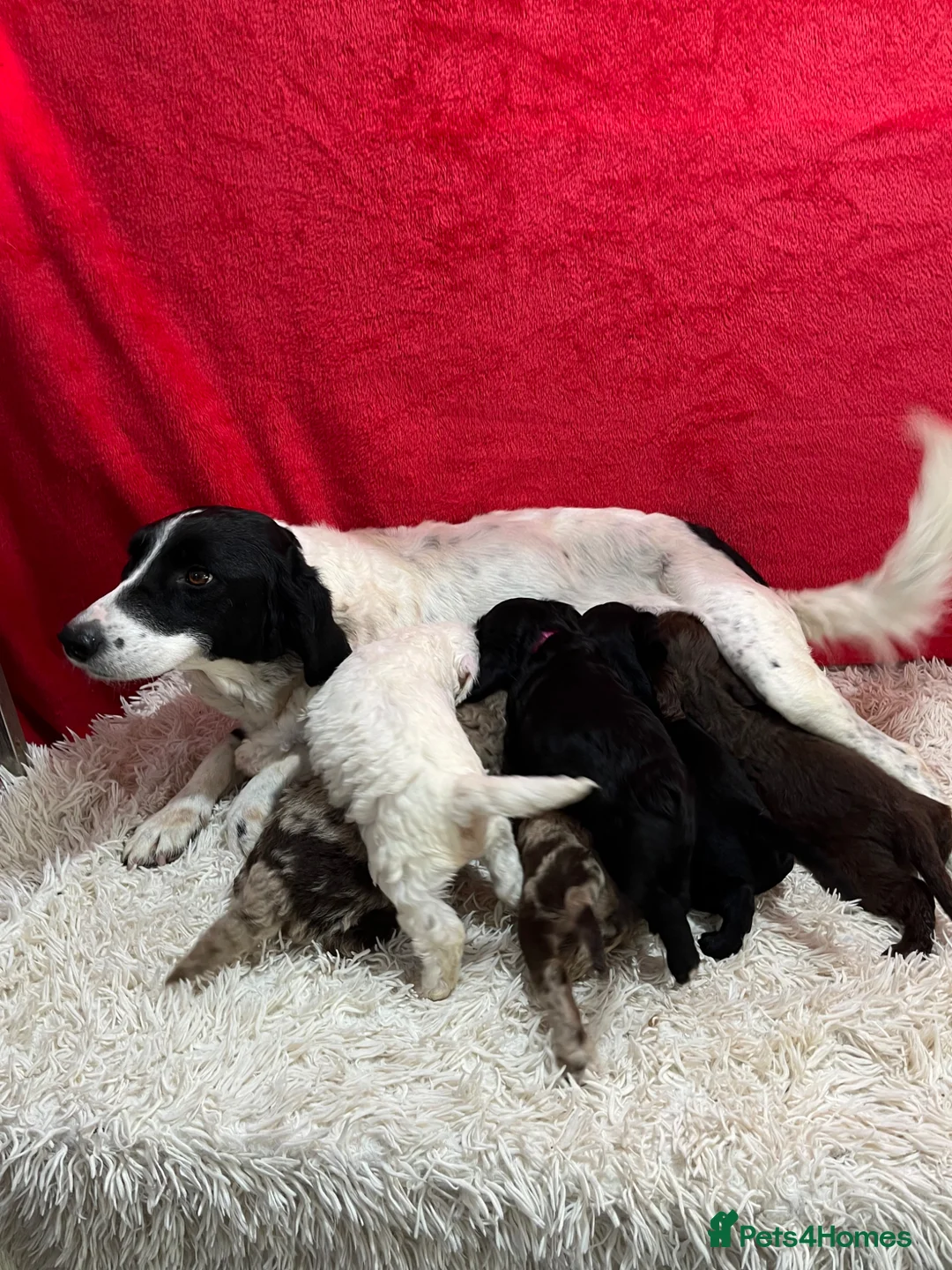 Mixed Breed dogs for sale: Little Beauties - Advert 1