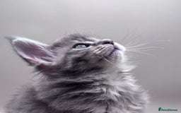 Maine Coon cats for sale: Stunning Maine Coon Kittens  - Image 3