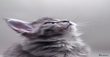 Maine Coon cats - Advert 16