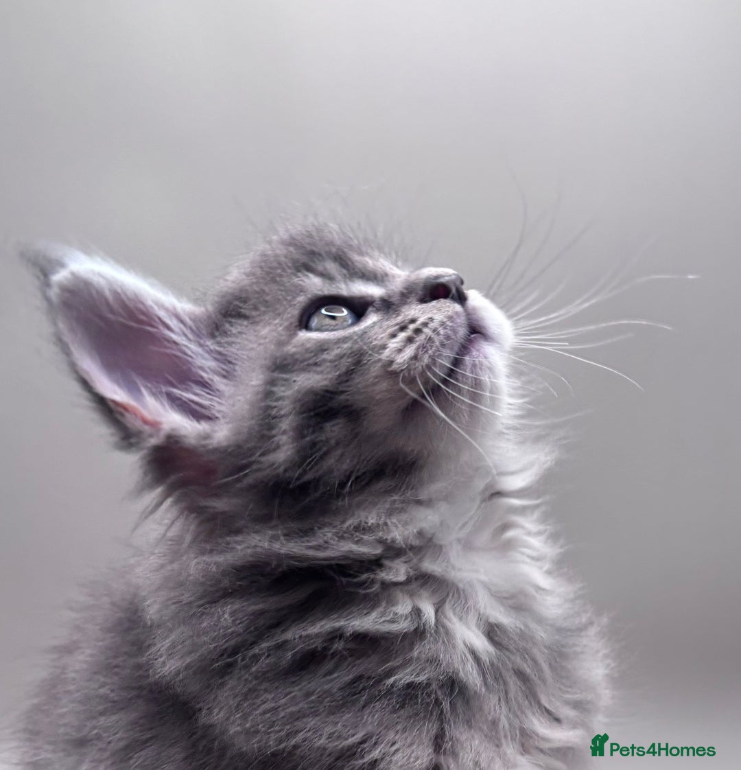 Maine Coon cats for sale: Stunning Maine Coon Kittens  - Image 3