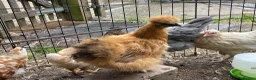 Hens poultry for sale: 3 Silkie Hens in Aylesbury - Advert 1