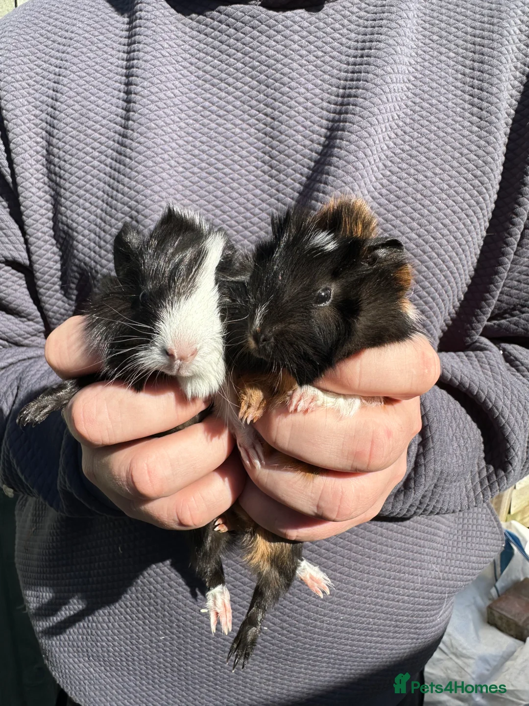 Guinea Pig rodents for sale: A pair of baby Sheba Female Guinea Piglets - Advert 5