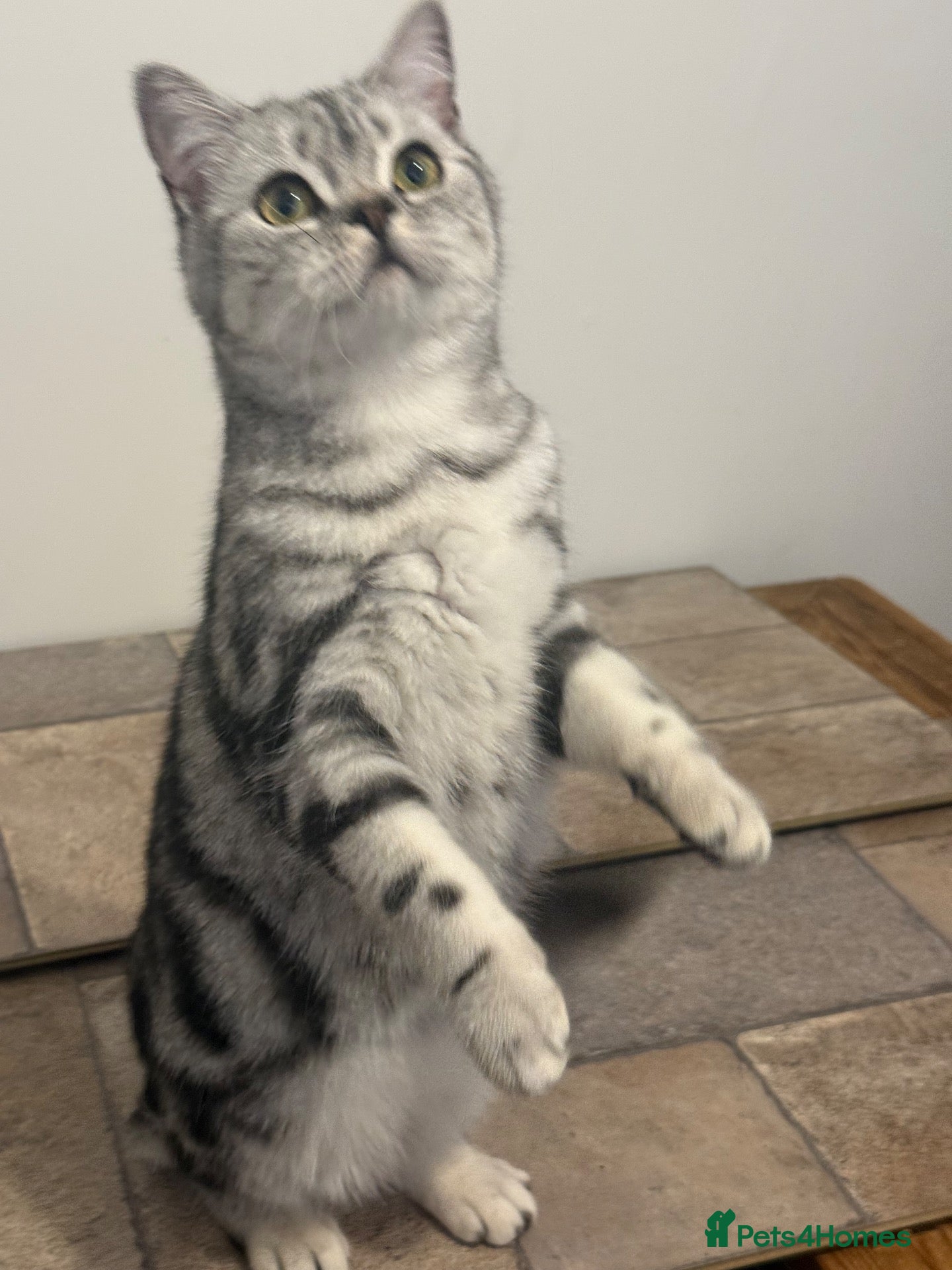 British Shorthair cats Nellie and Nero GCCF Top Quality Silver Tabbies  - Advert 6