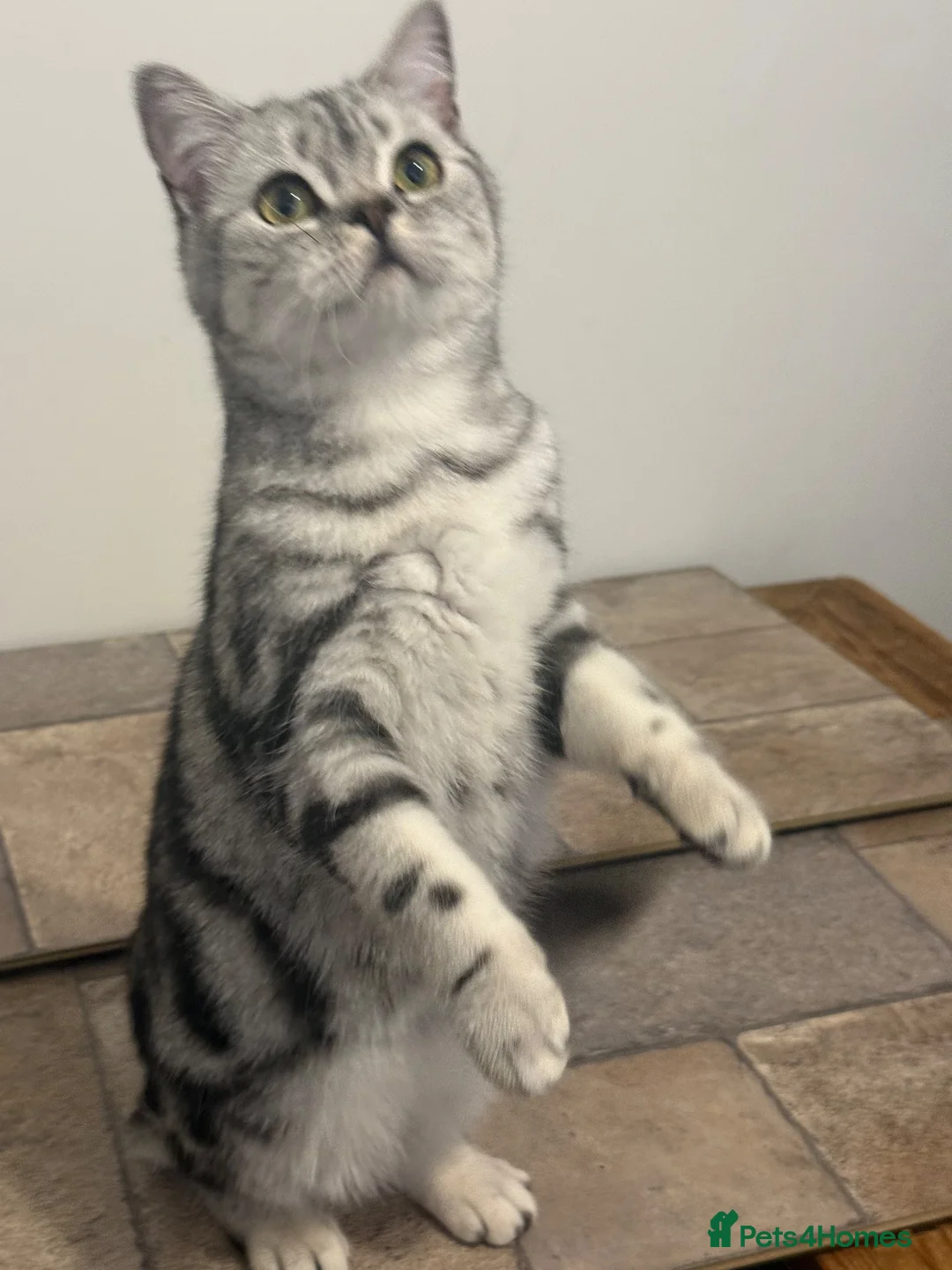 British Shorthair cats for sale: Nellie and Nero GCCF Top Quality Silver Tabbies  - Advert 1