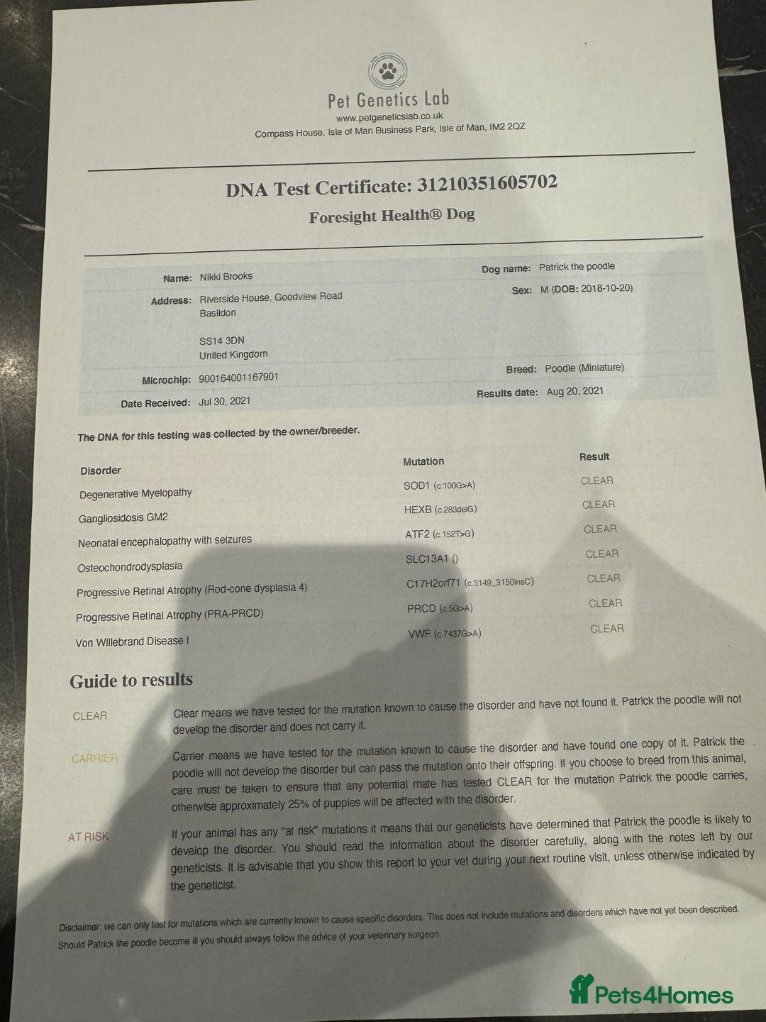 Miniature Poodle dogs for stud: Chocolate phantom miniature poodle stud - Advert 16