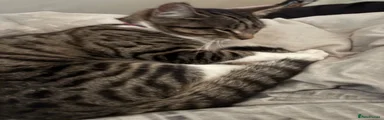 Mixed Breed Kitten 2