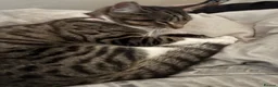 Mixed Breed cats for sale: Beautiful male and female kittens - Advert 5