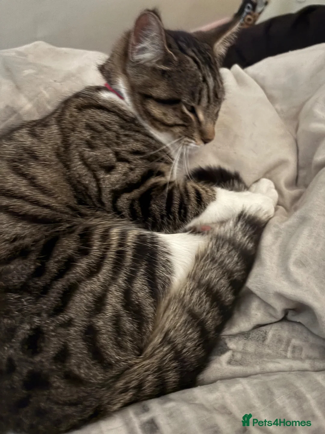 Mixed Breed cats for sale: Beautiful male and female kittens - Advert 5