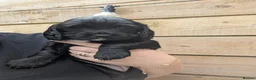 Sprocker dogs for sale: Beautiful Sprocker Puppies Seeking Forever Homes in Hengoed - Advert 5