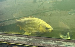 Koi Carp fish for sale: Koi carp for sale - Image 7