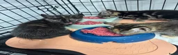 Mixed Breed cats for sale: American shorthair x bsh kittens please red descrp in Belvedere - Advert 21