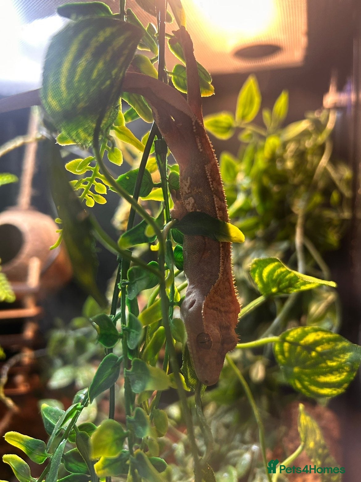 Gecko reptiles Gecko, Viv and stand  - Advert 1