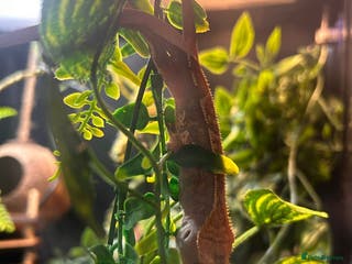 Gecko reptiles Gecko, Viv and stand - Advert 1