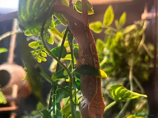 Gecko reptiles Gecko, Viv and stand - Advert 4