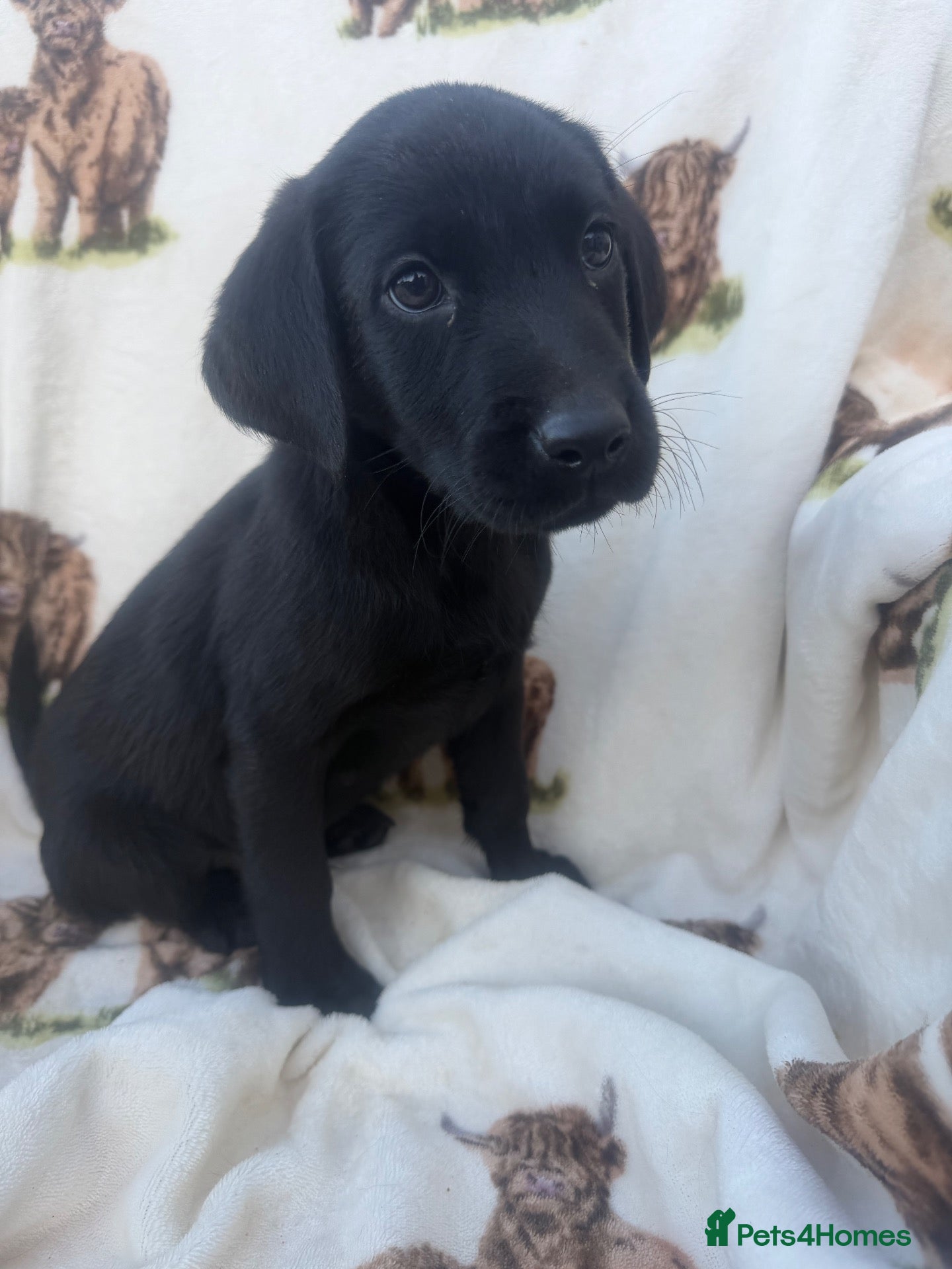 Labrador Retriever dogs Excellent breed KC labs fendawood Harold  lines  - Advert 1