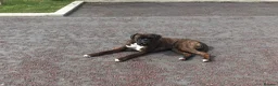 Boxer dogs for stud: Bessbox show standard boxer - Advert 2