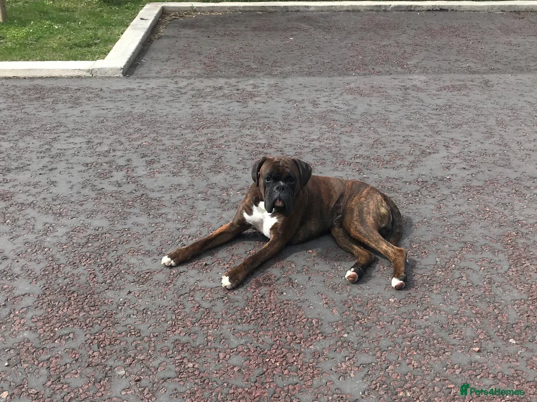 Boxer dogs for stud: Bessbox show standard boxer - Advert 2