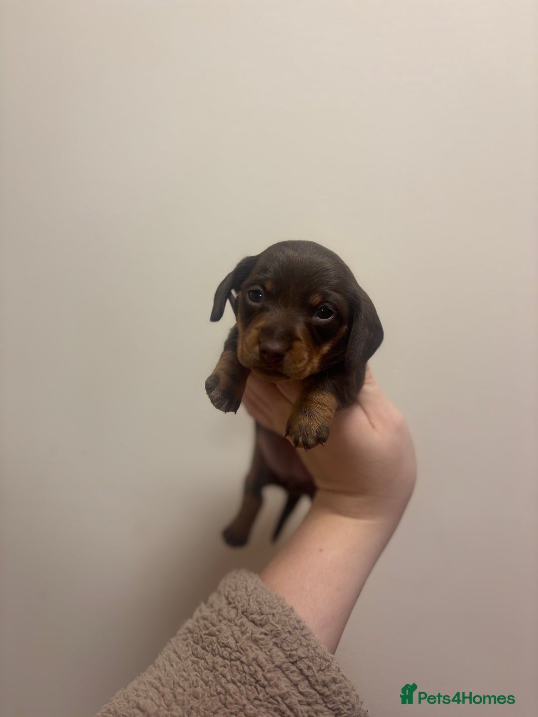 Miniature Dachshund dogs for sale: KC Miniature dachshunds - Advert 4