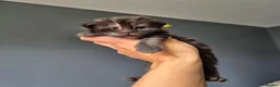Maine Coon cats for sale: Blue/ black smoke Imported Lines - Advert 4