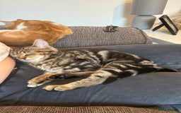 Domestic Shorthair cats for sale: FREE TO GOOD HOME - Image 2