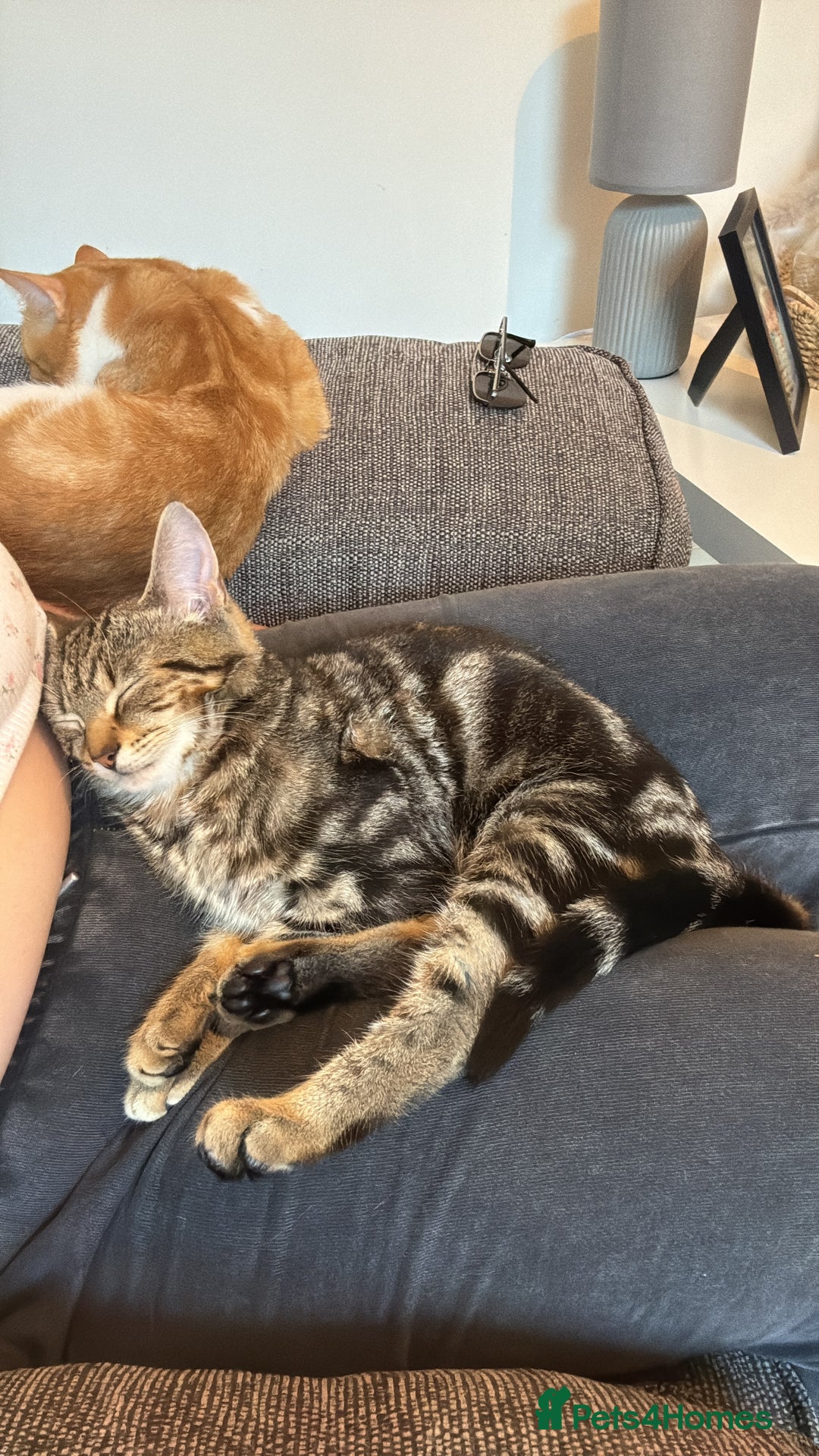 Domestic Shorthair cats for sale: FREE TO GOOD HOME - Image 2