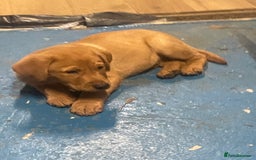 Labrador Retriever dogs for sale: Labrador red fox bitch - Advert 3