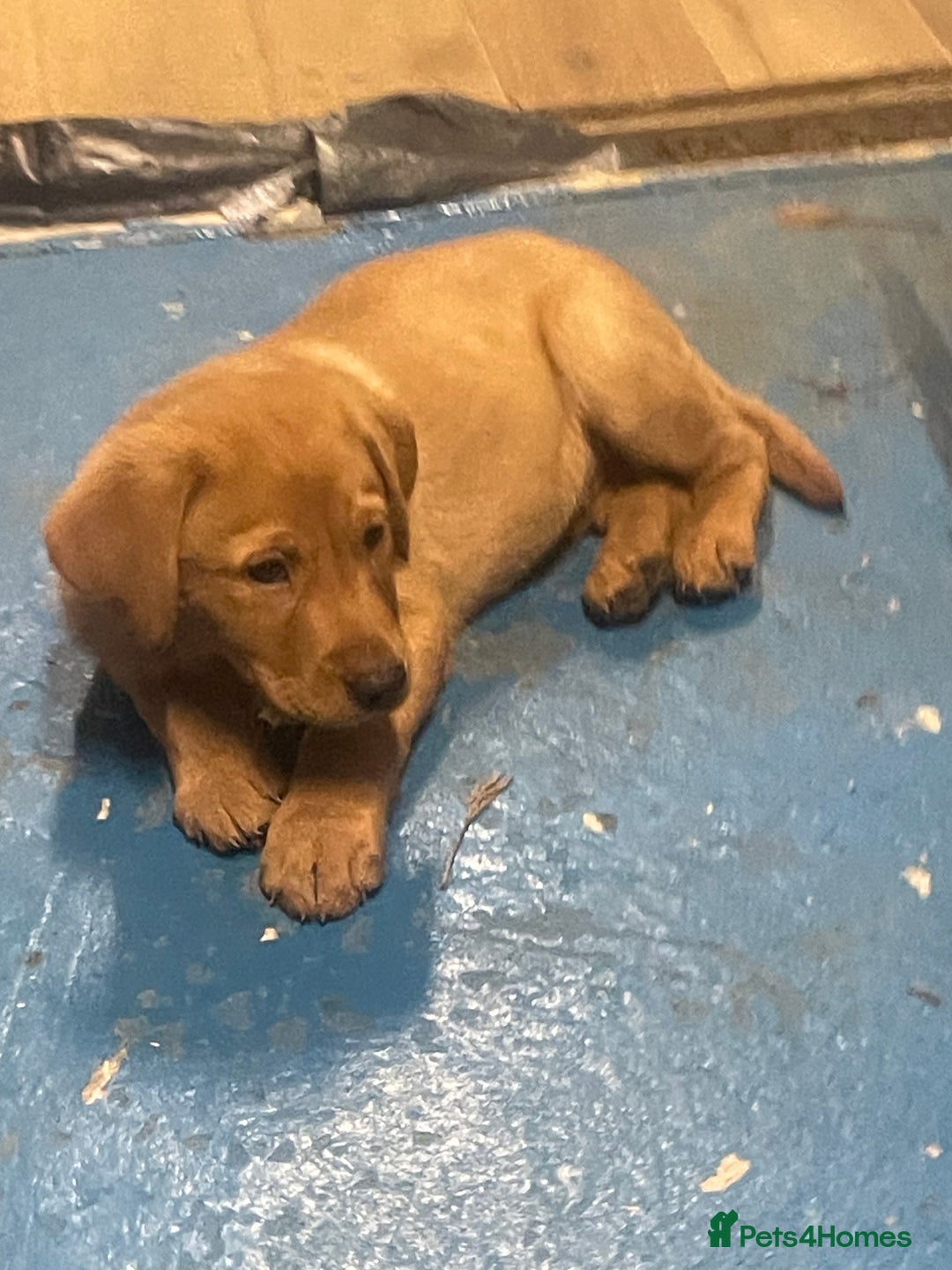 Labrador Retriever dogs for sale: Labrador red fox bitch - Advert 3