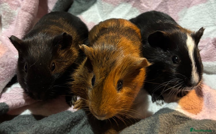 Guinea Pig rodents - Advert 4