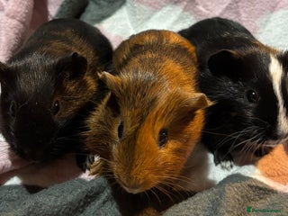 Guinea Pig rodents - Advert 2
