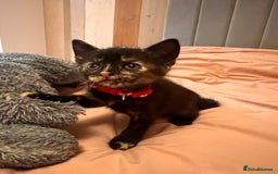 Domestic Shorthair cats for sale: Adorable Tortoiseshell Kittens - Image 17