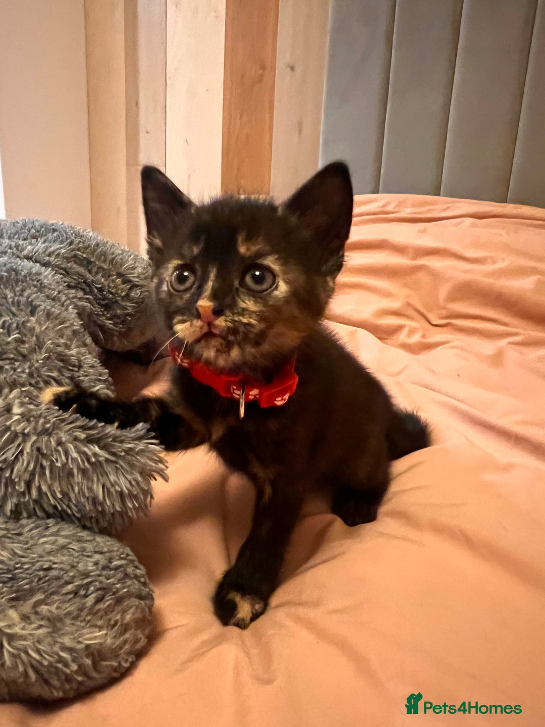 Domestic Shorthair cats for sale: Adorable Tortoiseshell Kittens - Image 17