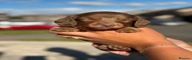 Miniature Dachshund Puppy 7