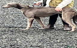 Lurcher dogs for sale: Bull cross puppies  - Image 13