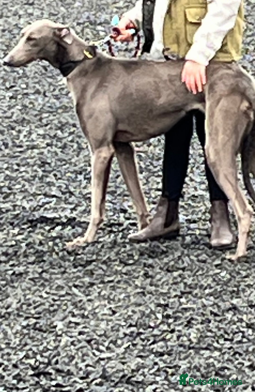 Lurcher dogs for sale: Bull cross puppies  - Image 13