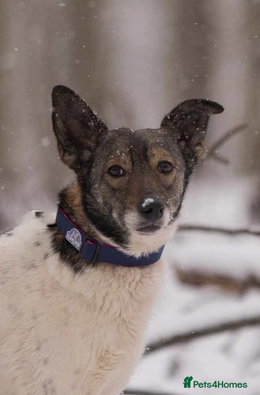 Mixed Breed dogs ❤️MARY❤️5 yo low-medium (knee size) brilliant girl - Advert 1
